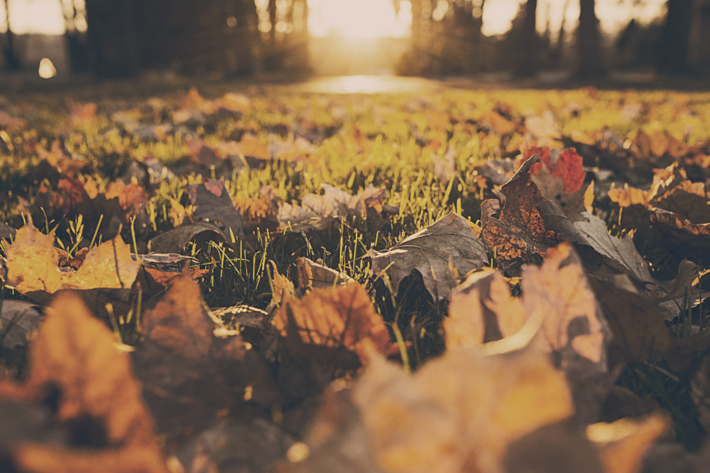 8 Reasons Fall is Our Favorite Season